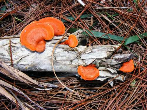 Pycnoporus Cinnabarinus Cinnabar Polypore Orange