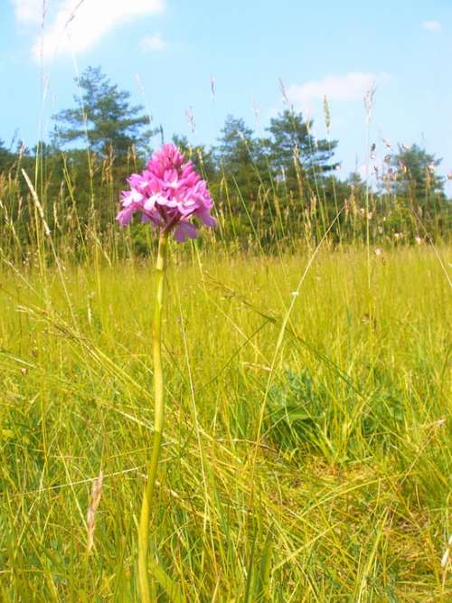 Pyramidal Orchid Orchid Jena Plant Flower Flora