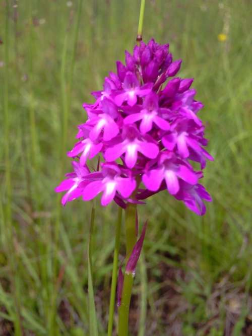 Pyramidal Orchid Flowers Jena Blossom Bloom Purple