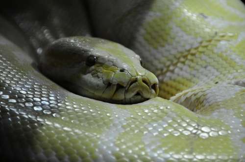 Python Snake Boa Constrictor Reptilium Reptile