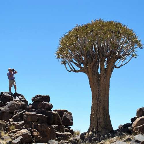 Quiver Tree Namibia Africa Tree Exotic