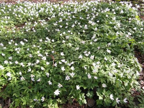 Raakmoor Flowers White Moor Spring Green