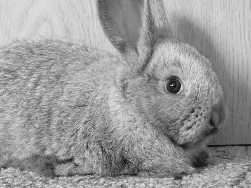 Rabbit Hay Ears Sad B W Photography