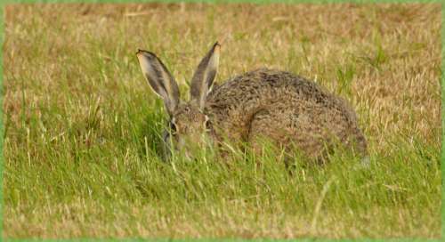 Rabbit Hare Field Meadow Nature Animal Wild Look