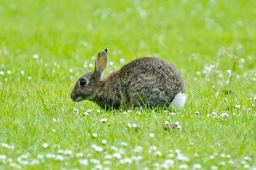 Rabbit Mammal Green Spring Brown Bunny Grass