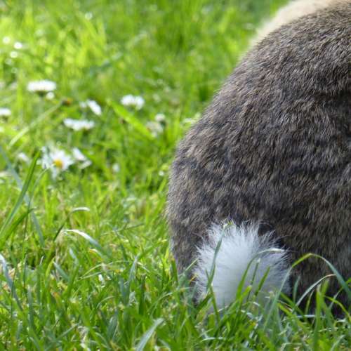 Rabbit Hare Tail Grass Animal Nager Garden Pet