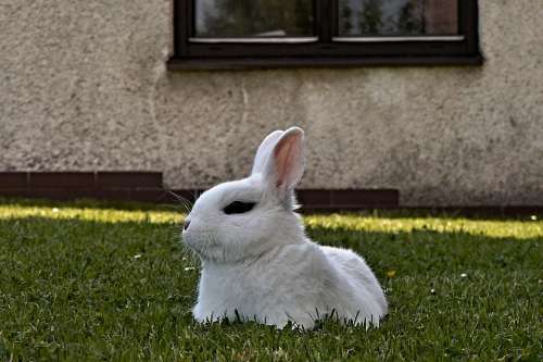 Rabbit Stunted White Lying Pet Lawn Window