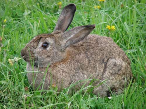 Rabbit Hare Animals Grass Dandelion