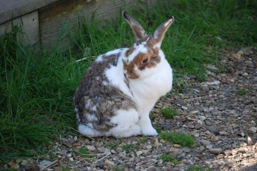 Rabbit Mammal Fur Domestic Long Ears