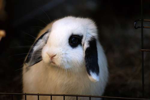 Rabbit Bunny Cute Animal Nature Wildlife White