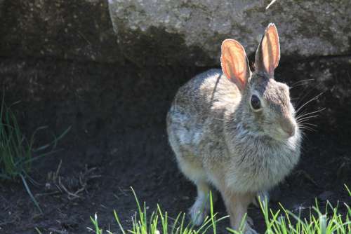 Rabbit Bunny Hare Animal Easter Mammal Ears