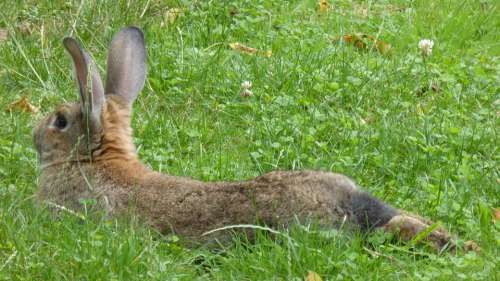 Rabbit Brown Lying Animal Hare Nager Fur Garden