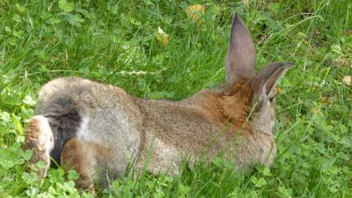 Rabbit Brown Lying Tail Animal Hare Nager Fur