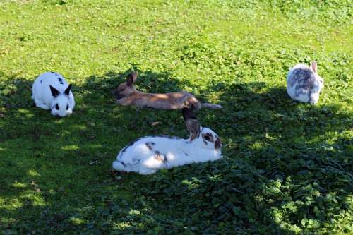 Rabbit Group Meadow Grass Concerns Rest Graze