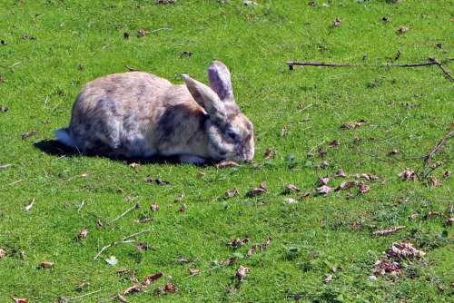 Rabbit Hare Meadow Eating Animal Cute Graze