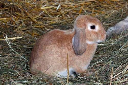 Rabbit Hare Pet Hay Animal Mammal