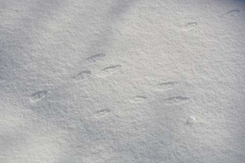 Rabbit Bunny Footprint Track Winter Snow Animal