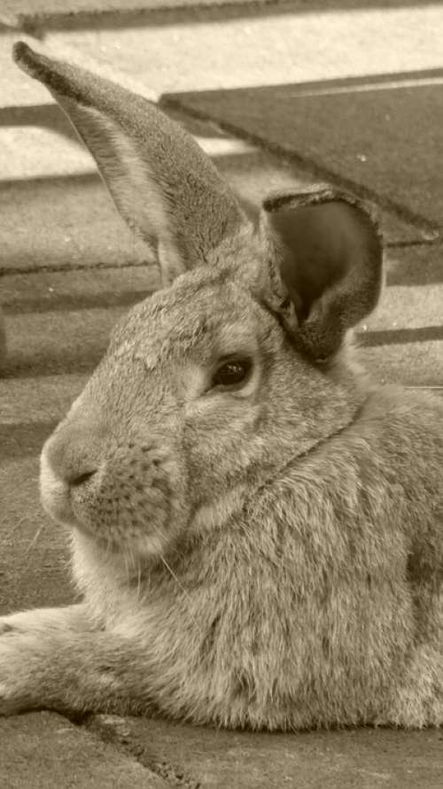 Rabbit Hare Animal Pet Nager Ears Spoon Head