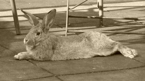 Rabbit Animal Hare Pet Nager Ears Rest