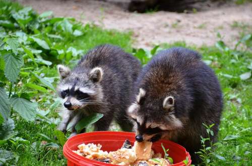Raccoon Güstrow Eco-Park Food