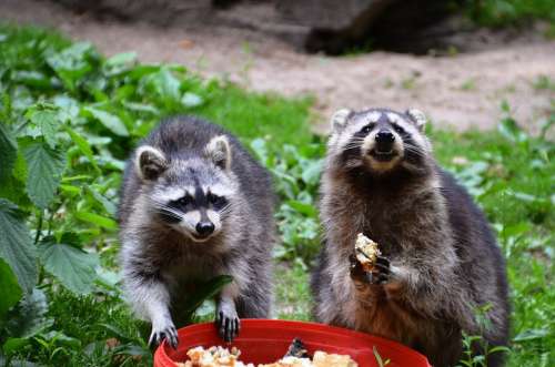 Raccoon Güstrow Eco-Park Food Eat