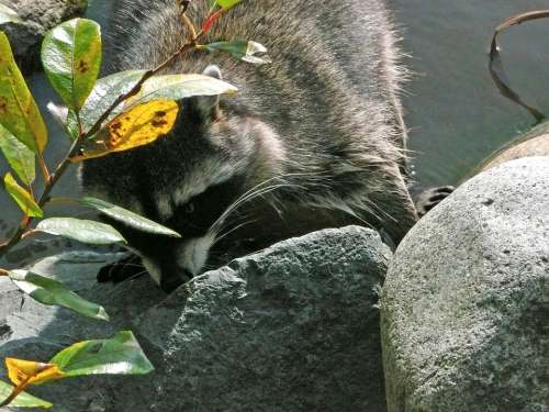 Raccoon Animal Wildlife Water Stanley Park