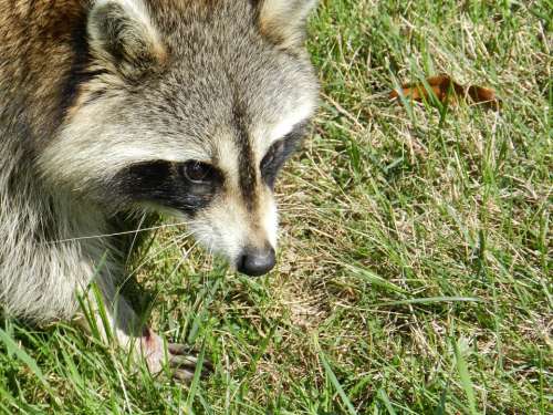 Raccoon Animal Mammal Procyon Lotor Face Nature