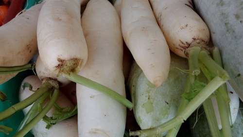 Radish Vegetables Fresh Food Vegetarian Organic