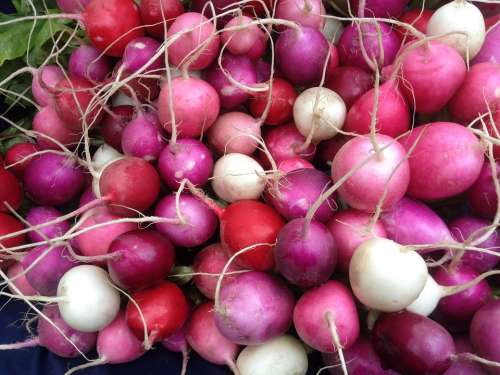 Radishes Pink Red Bunch Market Organic Vegetable