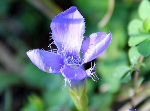 Ragged Gentian Blossom Bloom Wild Flower Gentian