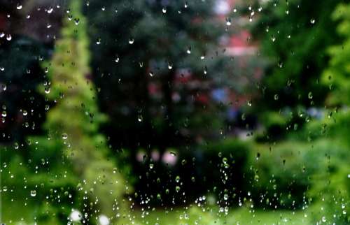 Rain Drip Window Tree