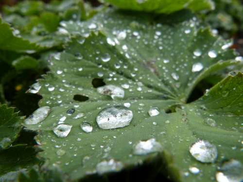 Rain Rain Drop Leaf Green Plant Nature