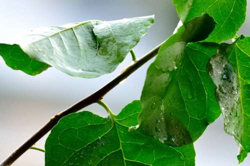 Rain Water Wet Drops Rainy Day Raindrops Plant