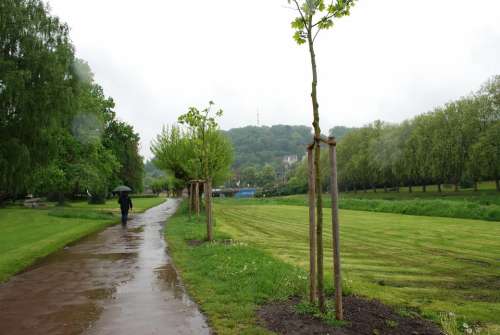 Rain Umbrella Water Wet On The Staden Trees