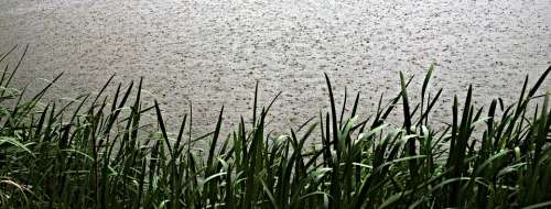 Rain Raindrops Water-Level It'S Raining Reeds Pond