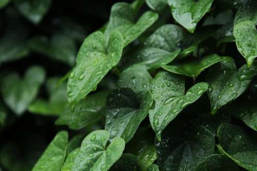 Rain Corner Plant Leaf