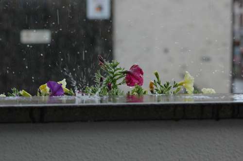 Rain Flowers Nature