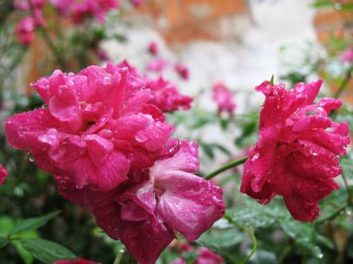 Rain Xitang Watertown Roses Pink Beautiful