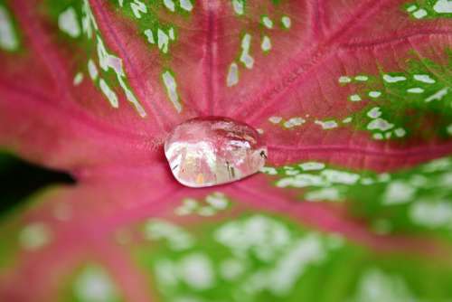 Rain Drop Water Water Drop Leaf Water On Leaf