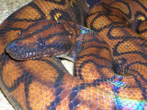 Rainbow Boa Constrictor Boa Python