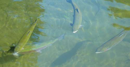 Rainbow Trout Trout Fish Fishing River Water Fins