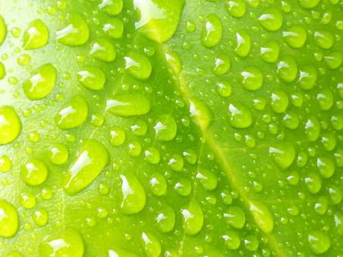 Raindrop Leaf Green Leaves Rain Drip