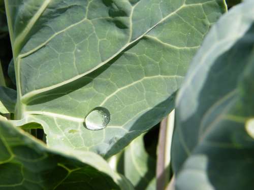 Raindrop Cabbage Leaf Drip