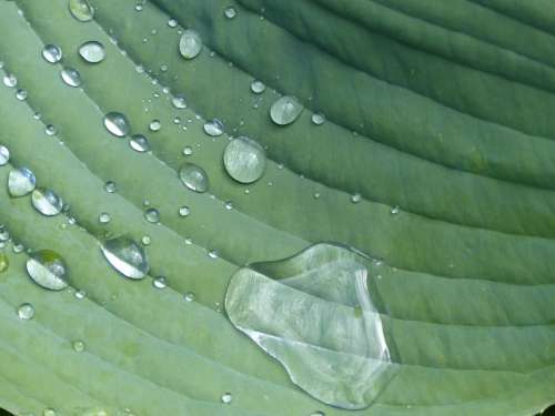 Raindrop Hosta Sheet Plant Green