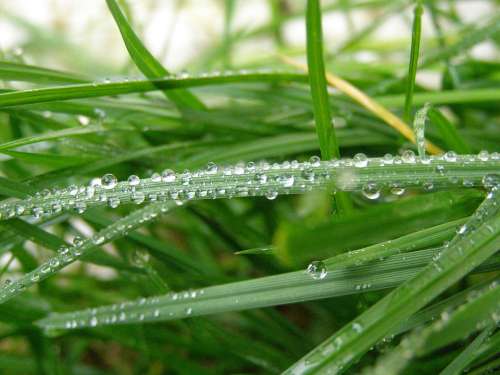 Raindrops Rain Grass Green Macro Close