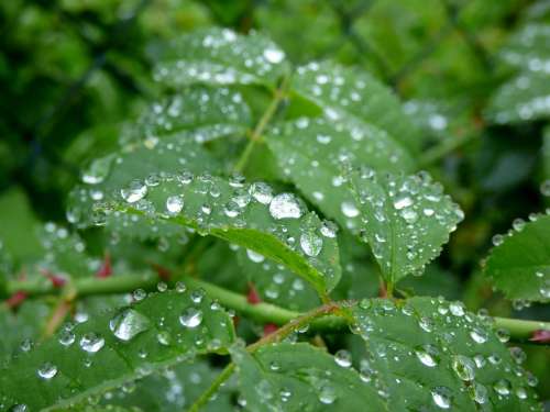 Raindrops Leaves Rain Nature