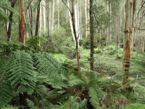 Rainforest Urzeitlich Fern Victoria