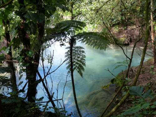 Rainforest Pond Tropics Hot Source Tropical Nature