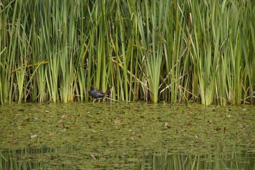 Ralle Lake Waters Pond Fouling Aquatic Plants