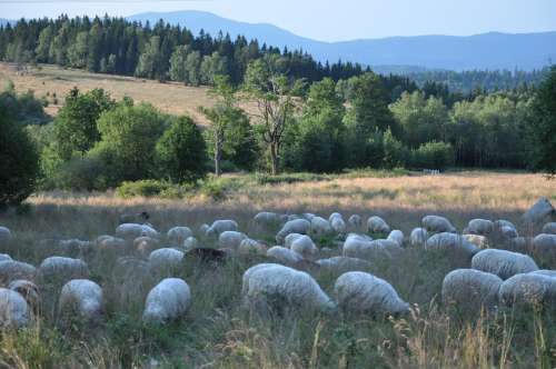 Rams Sheep Animals Landscape